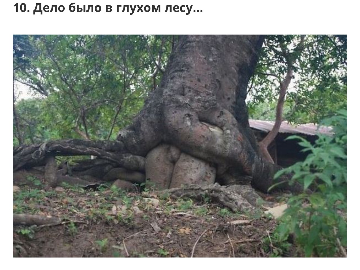 Tree sex
